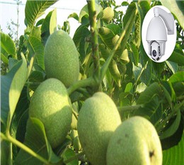 卢氏核桃基地溯源监控系统